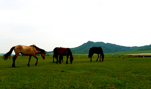 humanities,light and shadow,inner mongolia,documentary,Of course,scenery,Travel,grassland,color,Challenging Theme: Grassland Impressions,The horse,livestock,herding,agriculture,Country,Livestock,summertime,outdoors,a group of
