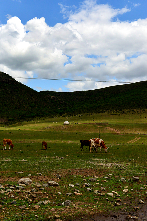 inner mongolia,documentary,Of course,scenery,Travel,grassland,color,capture,Challenging Theme: Grassland Impressions,Country,herding,outdoors,Nature,pastoral song,rural area,fen,Mammals,The hay place,shan,xiaoshan