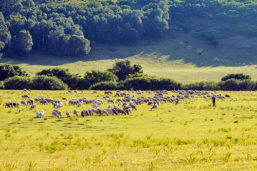 Autumn grassland yellow gold, summer grassland green.