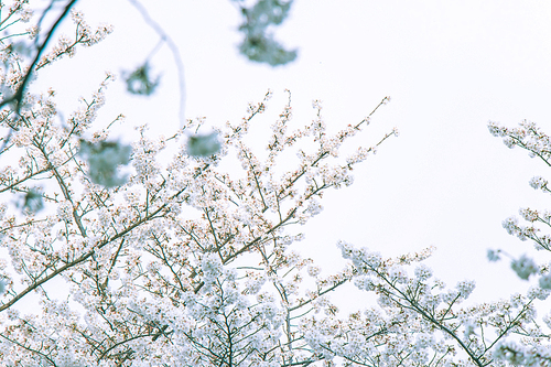tree,branch,Flower,season,plant,Nature,Winter,Leaf,Cherry wood,landscape,Snowy,close-up,The garden,backstage,The sky,color,The weather,The park,frost,Beautiful.