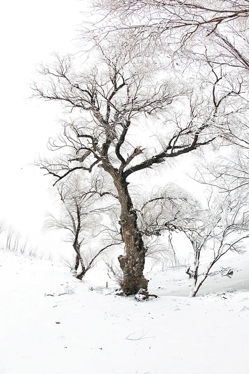 Challenging Theme: The Tree Posture,Snowy,tree,Cold,ki,frost,branch,landscape,season,The weather,Frozen,No one,ice,Nature,trunk,Scene,It's snowing,beautiful sceneries,snowstorm,C. Environment