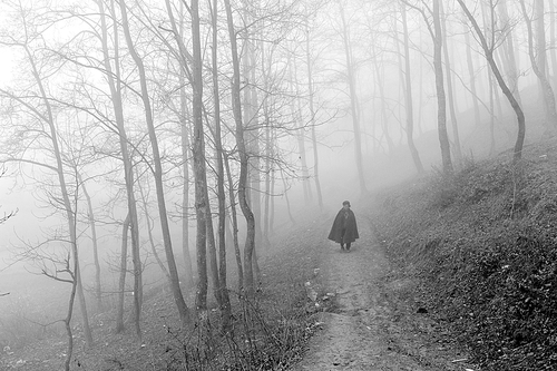 documentary,scenery,Mist,tree,landscape,Winter,The weather,ki,The road,Snowy,dawn,haze,fall,adult,black and white,Mystery,No one,one,Cold,The shadows.