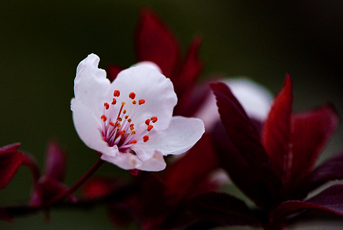 shanghai,light and shadow,flower,nikon,minimalism,motoshi,plant,petal,The garden,summertime,outdoors,bright,bud,grain crops,color,Delicate,flores,It's a flower,freedom degree,blossoming