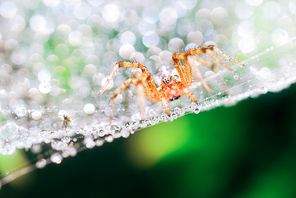 microdistance,Hey, girl,Photography Category Photography Team, Jing Tung Photography,JD Art,Nature,Spider web,The water,close-up,No one,arachnid,wet,Winter,color,Leaf,dawn,vertebrate without vertebrae,summertime,outdoors,net