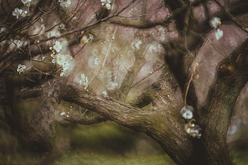 The temperature is high this year. The plum blossoms of Meihua Mountain opened early.