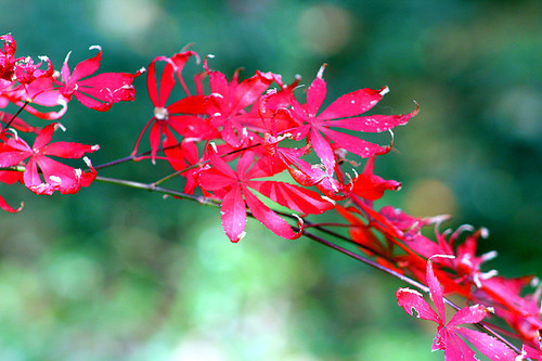 Red leaves such as flowers and flowers bloom, year after year see autumn year.