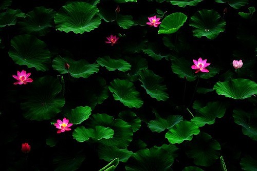 The lotus flower is the gentleman in flower, bright but not arrogant, show without being weird, out of the silt and not dye