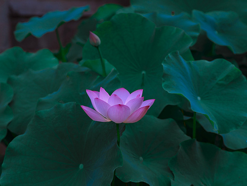 Of course,flower,chongqing,nikon,color,Beautiful,Tropical,No one,pond,summertime,waters,Swimming,lilies,The garden,foreign,Aquatic plants,petal,backstage,blossoming