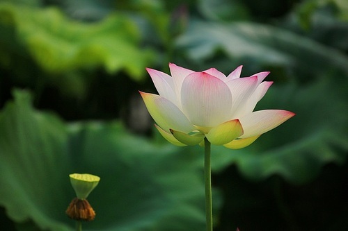 Plenty of lotus flowers. This is the first group.