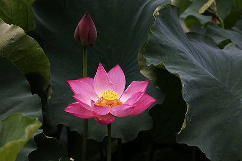The lotus,canon,construction,jiangxi,pond,Nature,lilies,Tropical,blossoming,foreign,summertime,The garden,Aquatic plants,Divine,petal,Beautiful,It's a plant,Zen,It's a flower.
