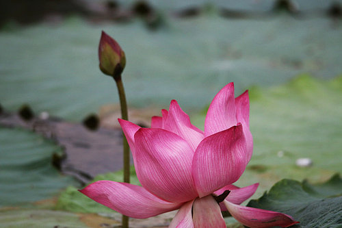 The lotus,canon,construction,jiangxi,lilies,Divine,Swimming,Flower,Leaf,liandia,Nature,Zen,plant,Tropical,foreign,blossoming,Meditate,Take a break,pods,The garden.