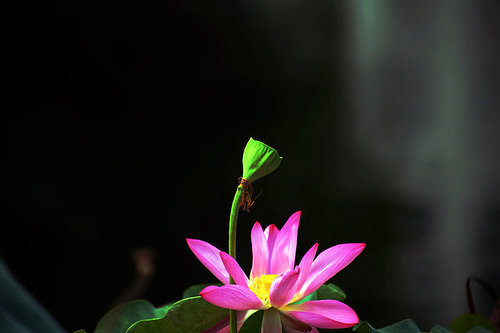 flower,The lotus,canon,jiangxi,lotus pond,summertime,The garden,color,grain crops,bright,motoshi,petal,blossoming,Beautiful,It's a flower,lilies,Delicate,close-up,Tropical,Love.