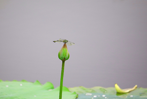 flower,canon,no one,grain crops,plant,flower,c. ,summertime,the garden,outdoors,motoshi,rain,casing,ecology,waters,germinate,bright,biology,lawn,bud