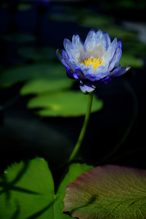 Collective activities, I go to the Zhenshan Botanical Garden, meet lilies, heart.