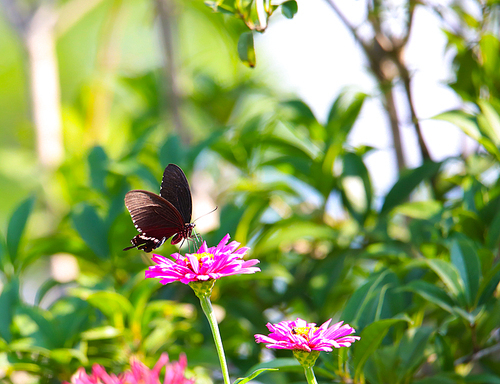 flower,canon,jiangxi,butterfly,Flower,The garden,plant,outdoors,Leaf,bright,color,Comfortable weather,Beautiful,It's a flower,The sun,The wings,close-up,lawn,No one,season