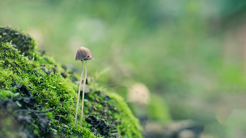 microdistance,ecology,of course,nikon,teng long,no one,plant,grain crops,ki,motoshi,the garden,wild,c. ,tree,tiny,comfortable weather,food,fen,flower,the park.