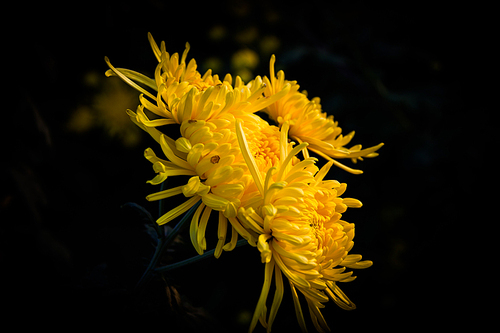 plant,flower,Flower,color,The garden,Beautiful,blossoming,Leaf,close-up,bright,It's a flower,backstage,summertime,outdoors,petal,grain crops,Delicate,light,wild