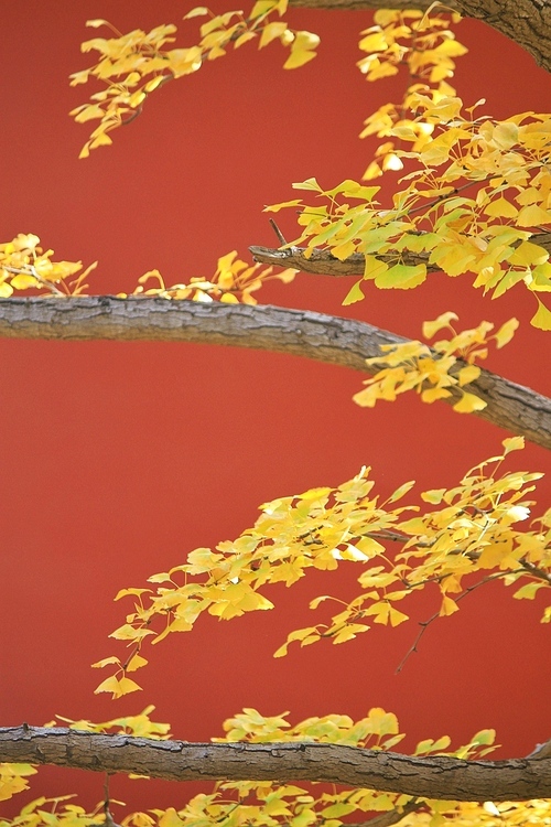 autumn colours,ginkgo,temple,daejon,It's gold,No one,season,Nature,plant,outdoors,color,backstage,branch,ki,bright,The park,Daylight,change,Beautiful,light