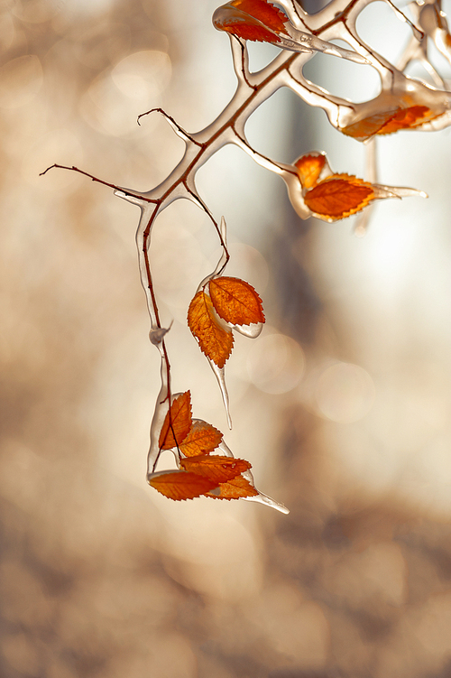 fall,No one,Leaf,Nature,tree,outdoors,Winter,motoshi,Cheers,ki,branch,bright,Flower,plant,Comfortable weather,season,wild animal,light,The sun,Delicate.