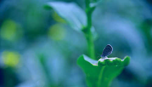 animal,microdistance,Insect,nikon,color,The garden,plant,summertime,rain,C. Environment,Flower,dew,freedom degree,grain crops,focus,The pearl,Comfortable weather,Biology,Tiny.