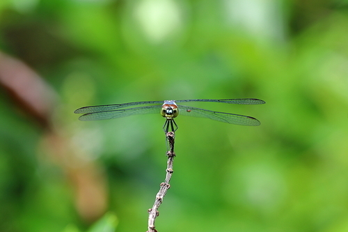 microdistance,Of course,canon,dragonfly,wild animal,outdoors,summertime,lawn,Tiny,animal,plant,Flies,The garden,C. Environment,close-up,bright,color,rain,The park.