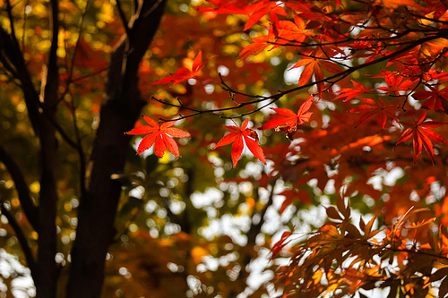 autumn,scenery,Travel,The city,red leaf,red,color,street racket,The Fat Tower and the Street Photography Phase 20,motoshi,bright,Sassy,outdoors,Comfortable weather,plant,The sun,maple,C. Environment,landscape