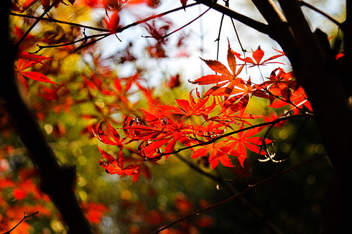 autumn,scenery,travel,the city,red leaf,red,color,street racket,the fat tower and the street photography phase 20,flower,the park,the garden,ki,bright,backstage,light,beautiful,outdoors,c. ,grain crops
