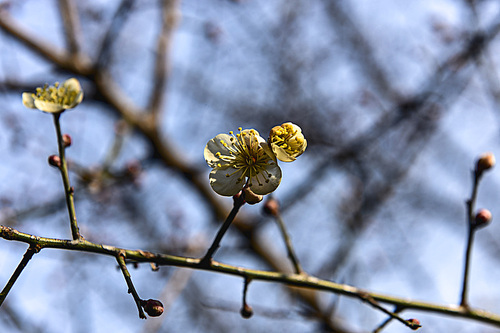 The fragrance of plum blossoms comes from bitter cold.