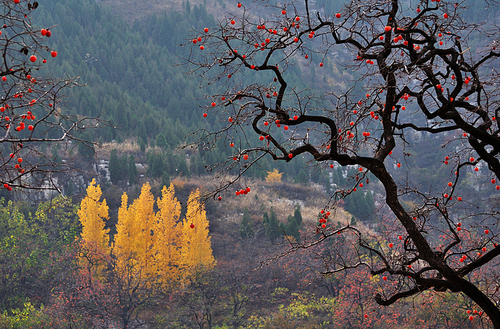 scenery,fall,branch,ki,no one,leaf,nature,outdoors,landscape,season,winter,the sky,bright,snowy,the park,nature,color,maple,dawn,comfortable weather.