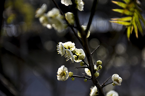 The black background against the background white plum, feeling very harmonious.