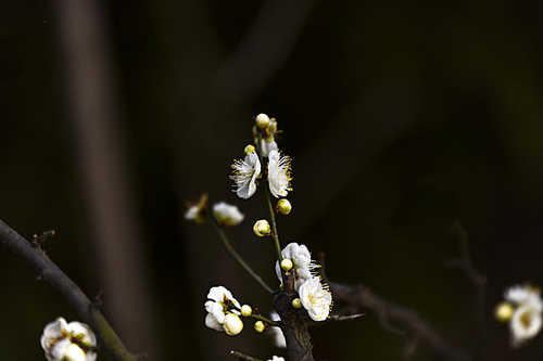 The black background against the background white plum, feeling very harmonious.