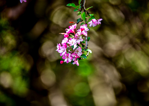 Nature,Flower,The garden,Leaf,plant,No one,tree,color,branch,summertime,blossoming,It's a flower,The park,motoshi,close-up,Beautiful,bright,petal,grain crops,season