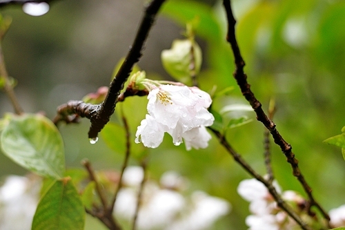 Recently, cherry blossoms are open, rain and weather shooting in nanjing forestry university sakura boulevard......