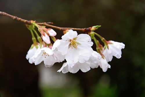 Recently, cherry blossoms are open, rain and weather shooting in nanjing forestry university sakura boulevard......