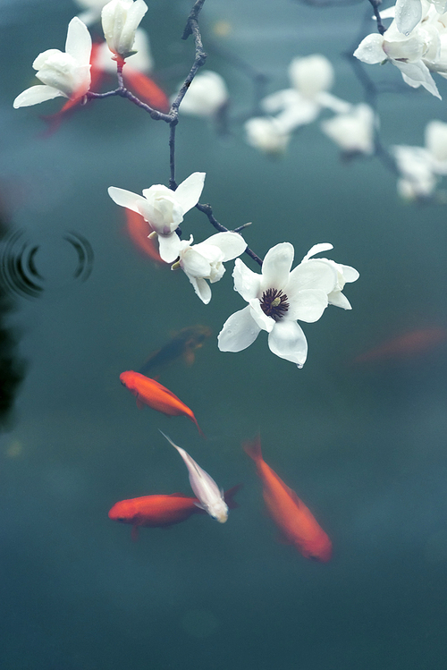 ink and ink,spring,Of course,The fish,Red,lake,koi,white magnolia,multiple exposure,chinese cuisine,It's a flower,summertime,Tropical,bright,outdoors,grain crops,foreign,close-up,Delicate,motoshi