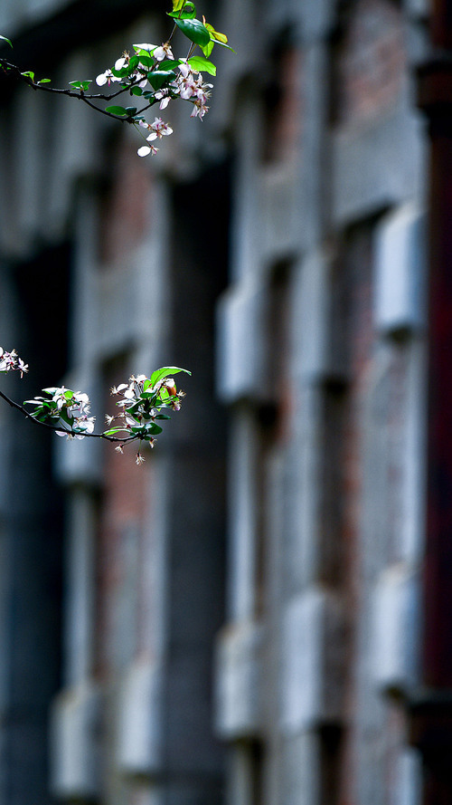 No one,Flower,outdoors,street,motoshi,The city,construction,The window,still life,Inside,People,The wedding,freedom degree,old,ki,Nature,Travel,summertime,The church,The family.