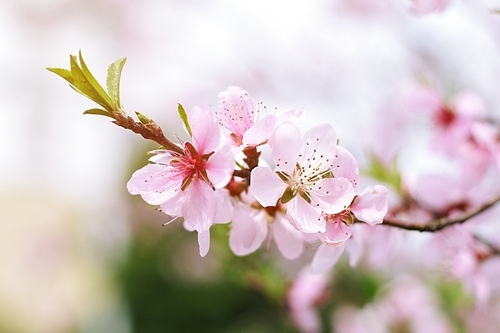 peach blossom,scenery,nikon,wuhu,Challenging Theme: Spring to Retrieve,tree,branch,The garden,grain crops,outdoors,summertime,blossoming,petal,bright,Apples,bud,Delicate,It's a flower,Comfortable weather.