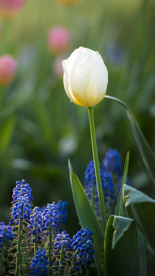 of course,flower,scenery,nikon,color,i'm going to be on the screen,the garden,tulips,bright,it's a flower,fen,season,outdoors,.,grain crops,comfortable weather,lawn,the park,blossoming