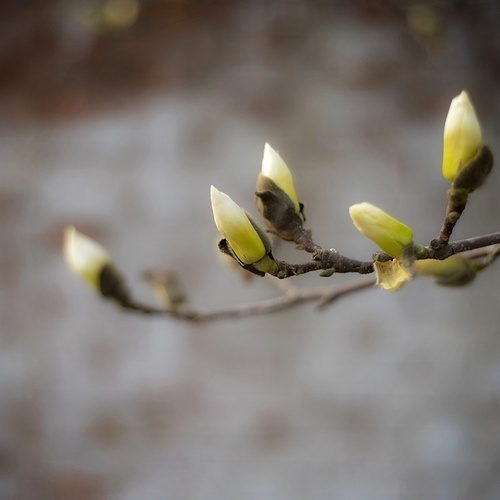 light and shadow,yulan,of course,flower,scenery,nikon,color,outdoors,winter,light,delicate,.,plant,bright,freedom degree,comfortable weather,grain crops,apples,tree