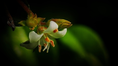 The moss flower is small, also learn peony.