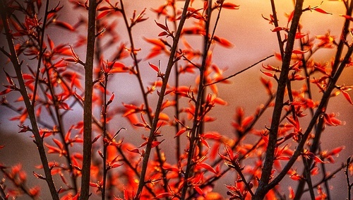 Hot Topic: Red Hot,tree,No one,Leaf,plant,color,The garden,Flower,season,branch,outdoors,ki,bright,fall,backstage,Comfortable weather,light,The sun,summertime
