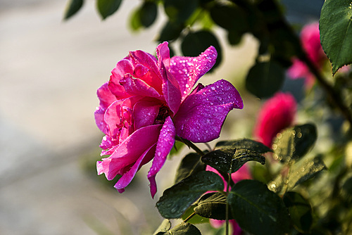 When the flowers are washed away by the rain, the drops are bright and fresh and bright.