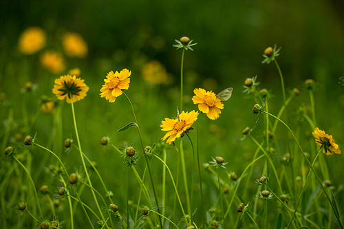 insect,plant,documentary,flower,chengdu,flower,no one,bright,the garden,country,grain crops,leaf,comfortable weather,outdoors,c. ,color,the sun,season,close-up