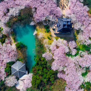 lightandshadow,Cherryblossom,Ofcourse,aerialphotograph,Flower,Travel,color,zhuangzhuangzhu,landscape,outdoors,Thegarden,Beautiful,Leaf,building,Thecity,old,season,Cherrywood,