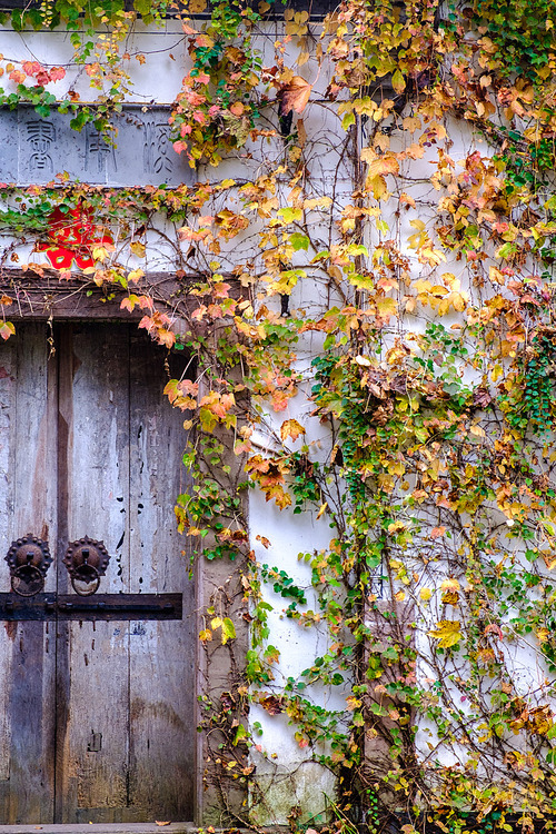 documentary,scenery,Travel,color,The house,No one,backstage,fall,It's made of wood,despise,The family,retro,Nature,ivy,Picture Frame,tree,Filthy,construction,door (building parts)