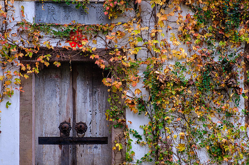 documentary,scenery,Travel,color,ki,wall,construction,fall,despise,The family,ivy,outdoors,door (building parts),It's made of wood,backstage,Nature,retro,Filthy.