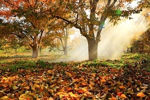fall,Leaf,tree,No,one,The,park,Nature,ki,outdoors,maple,landscape,season,Sassy,branch,It's,gold,Comfortable,weather,The,garden,bright,Mist,dawn,color