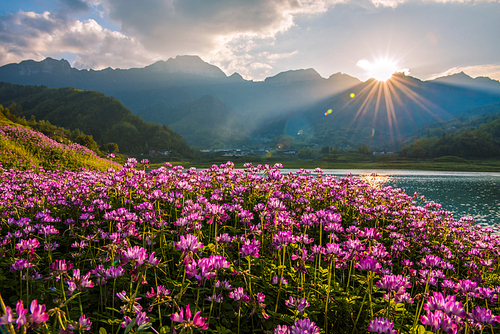 A group of small wildflower blossoms in the lake, blooming with its youthful color.