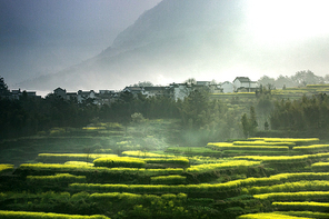 scenery,Fun Topic, In the Mist,agriculture,Nature,beautiful sceneries,outdoors,tree,fen,Travel,xiaoshan,The farm,summertime,farmlands,lawn,rural area,Country,ki,fog,C. Environment,shan