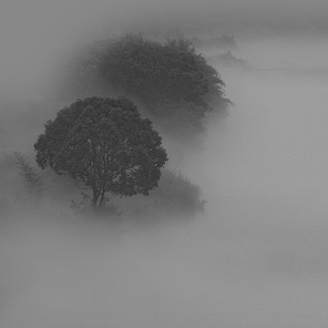 humanities,scenery,nikon,Be quiet,fog,silhouette,Mist,No one,The weather,People,The storm,Nature,illustrations,dawn,waters,Leaf,The sky,Black and white,Lonely,Winter.